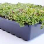 Greenroof-Roofscapes® Pre-Grown Tray - Image 1
