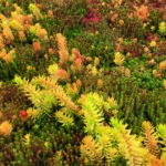 Sempergreen Sunray Sedum-mix Blanket assortment