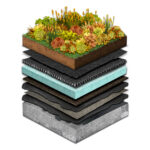 Sunray Sedum-Mix Blanket