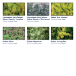 Sunray Sedum-Mix Blanket - Plants 1